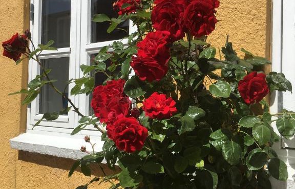 Jan og Inges Bed & Breakfast in Middelfart