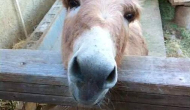Relaxing views, next door to the trail. Views, Sauna, jacuzzi, pool & donkeys. in Oak View