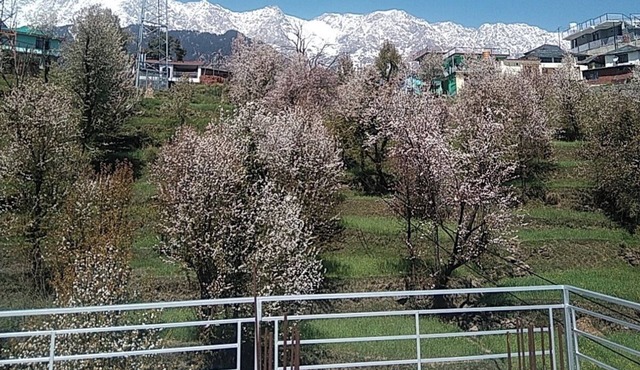 Tranquil trails Naddi Mountain view in Dharamshala