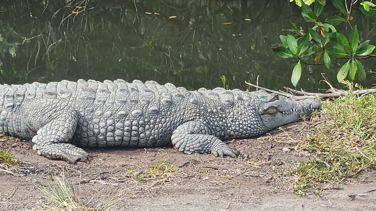 Photo of Others in Plantation Island